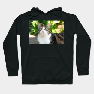 pretty cat Hoodie